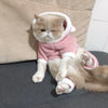 Winter Warm Pet Cat Hoodie  Clothes